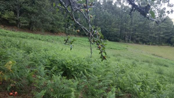 Terreno en soutelo s/n Soutelo