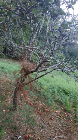 Terreno en soutelo s/n Soutelo