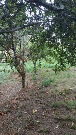 Terreno en soutelo s/n Soutelo