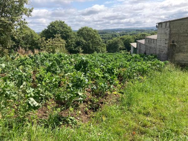 Terreno en Lg Pena Grande Polígono 24 Parcela 311 s/n Sn