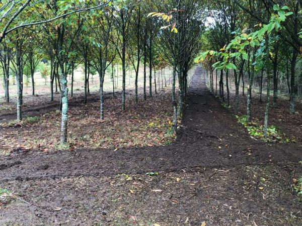 Terreno en Chaian s/n