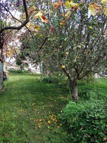 Terreno en avenida Rosalía Castro, 209