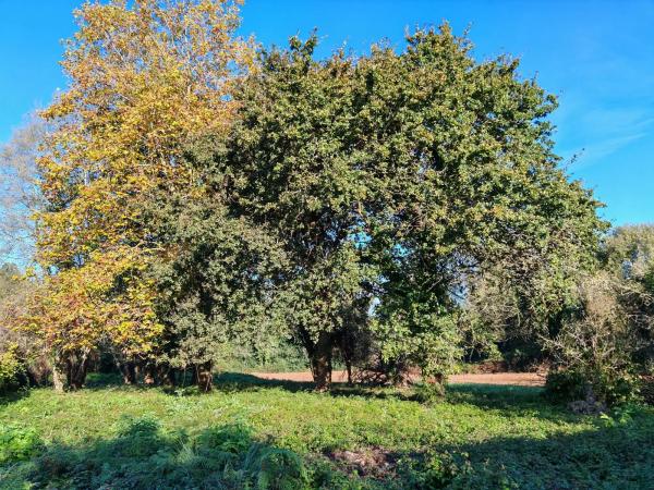 Terreno en Osedo, 69