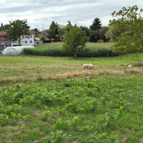 Terreno en calle Monte