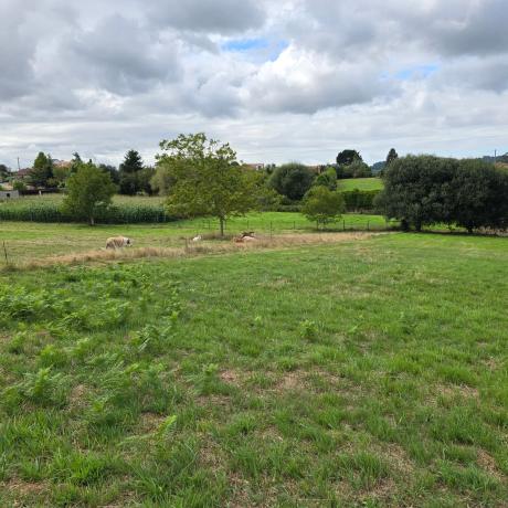 Terreno en calle Monte