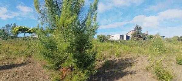 Terreno en calle Colombia