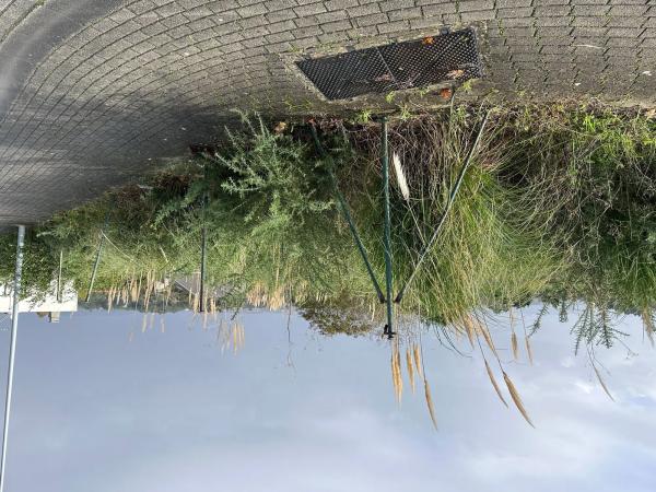 Terreno en calle Ecuador, km 1