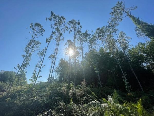 Terreno en Agra Bergondo, 408 Parcela