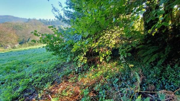 Terreno en camino Celas