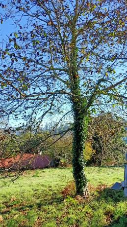 Terreno en camino Celas