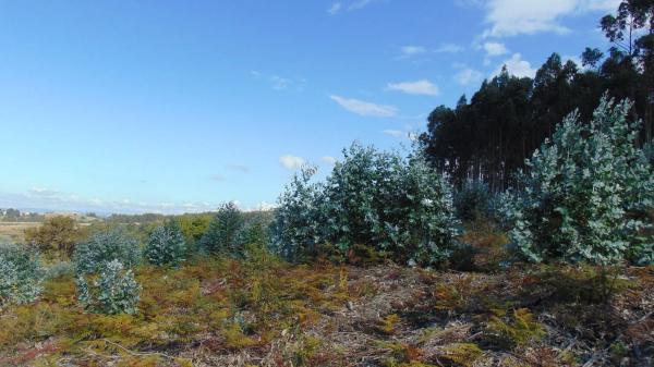 Terreno en carretera de Feans, 131
