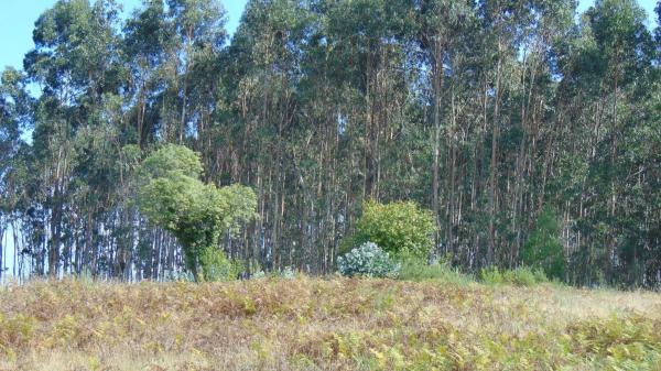 Terreno en carretera de Feans, 131