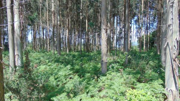 Terreno en N-vi, km 581