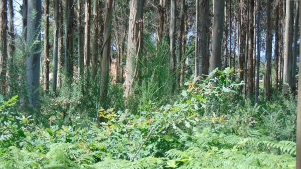 Terreno en N-vi, km 581