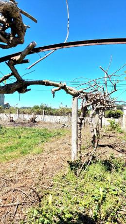 Terreno en De Carnoedo