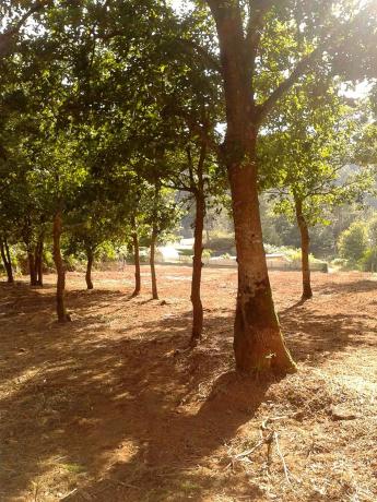 Terreno en Lugar de Penedo (San Tirso de Mabegondo) s/n