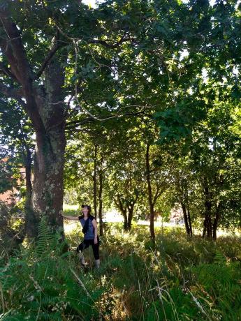 Terreno en Lugar de Penedo (San Tirso de Mabegondo) s/n