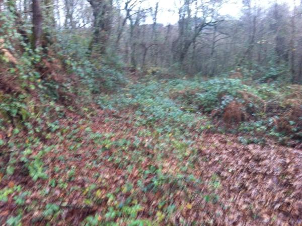 Terreno en piñeiro, 4 a