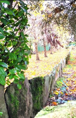 Terreno en camino de Romariz Barallobre