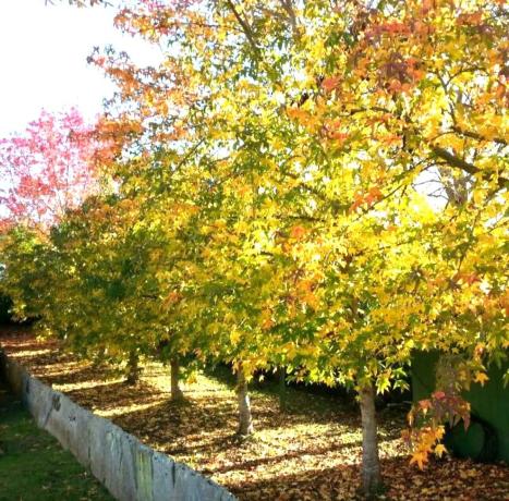 Terreno en camino de Romariz Barallobre