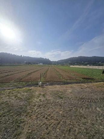 Terreno en Pazos - Mandía