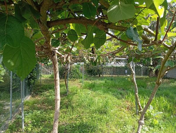 Terreno en calle Ameneiral, 7