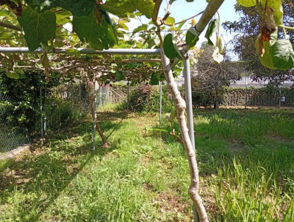 Terreno en calle Ameneiral, 7