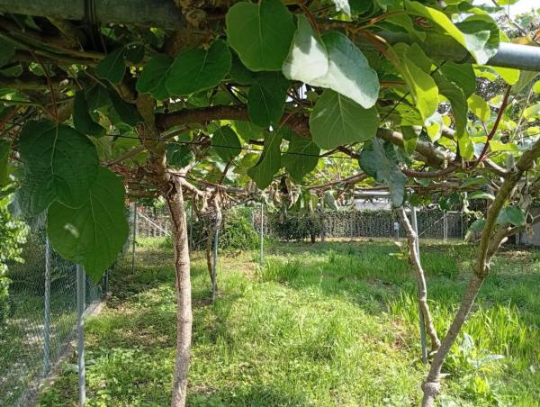 Terreno en calle Ameneiral, 7