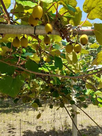 Terreno en Lugar Peneiro