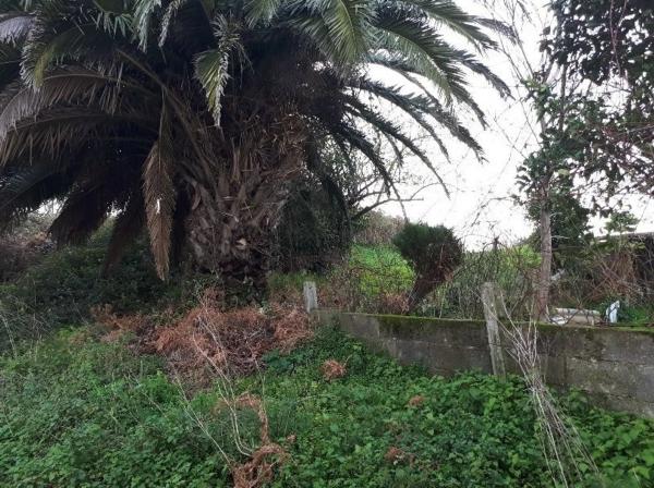 Terreno en avenida Miguel de Cervantes