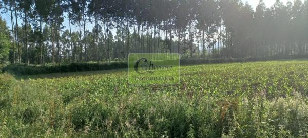 Terreno en Alto del Castaño