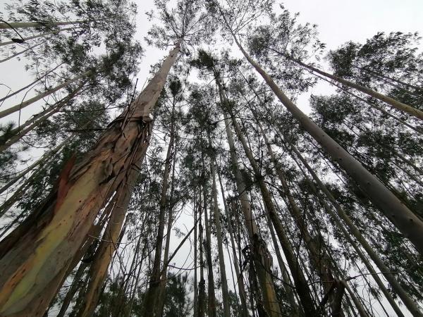 Terreno en Porta do Sol, km 29
