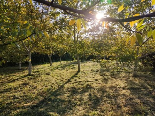 Terreno en carretera de Cedeira s/n