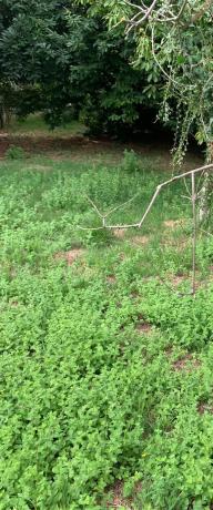 Terreno en camino Laxeiro, 8