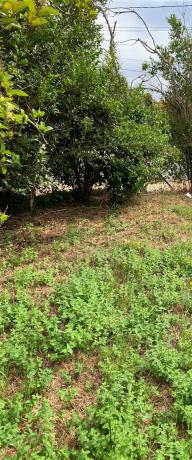 Terreno en camino Laxeiro, 8