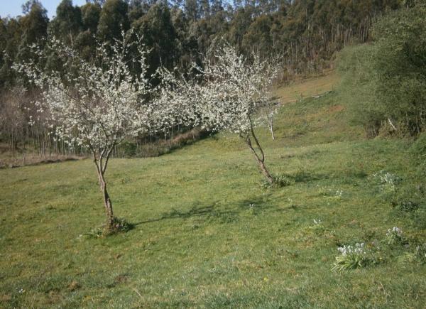 Terreno en carretera Ac-566 s/n