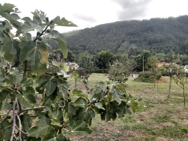 Terreno en Vilar s/n sn