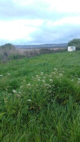 Terreno en ronda montefaro-baltar, 1