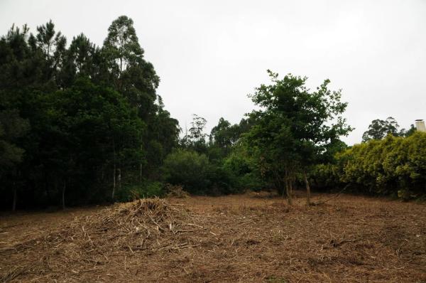 Terreno en Tras da Braña (Lugar da Cobeluda), km 504