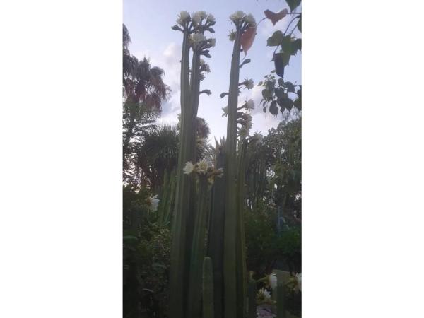 Chalet en calle Rojales