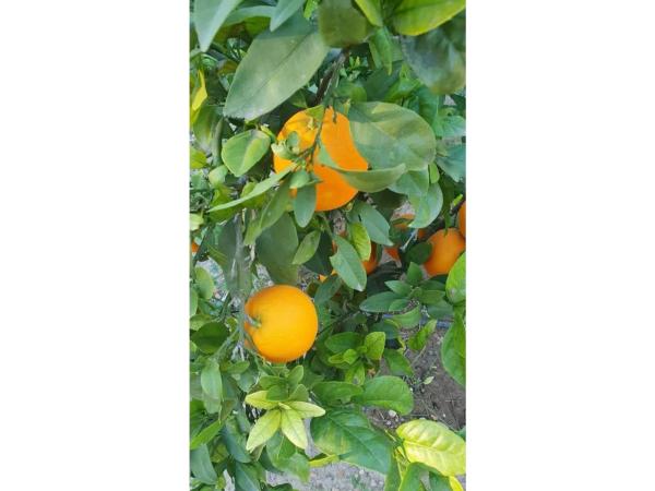 Chalet en calle Rojales