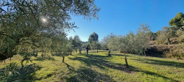 Masía en camino Solana s/n