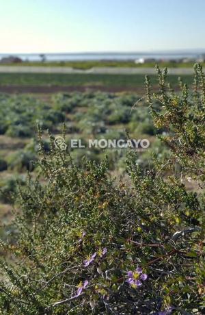 Casa independiente en calle Sierra Mariola