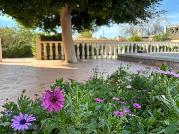 Finca rústica en camino Viejo de Almoradi s/n