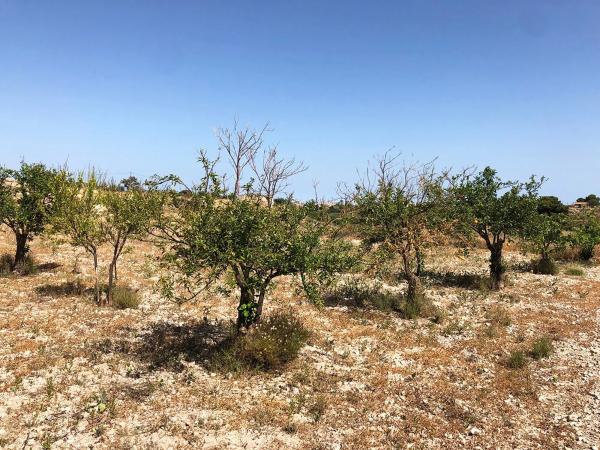 Finca rústica en Partida La Era