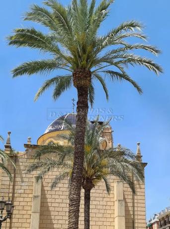 Ático en Orihuela Ciudad