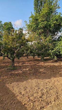 Finca rústica en plaza iglesia, 2