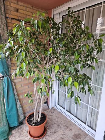 Piso en avenida de la Generalitat, 52