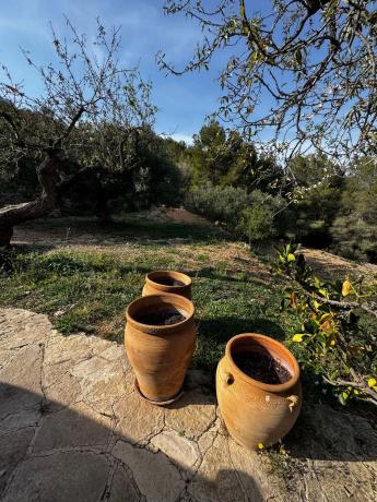 Casa terrera en Partida Oltamar