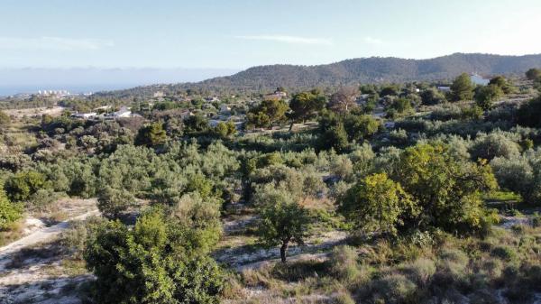 Finca rústica en Partida Cami la Vila